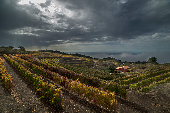 100 vinos imprescindibles de las Islas Canarias // CanariasCreativa.com