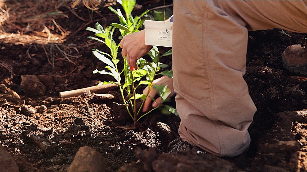 Más de 680 nuevos árboles serán plantados desde el sábado en la Corona Forestal de Tenerife